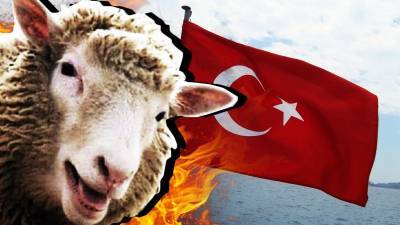 В Турции овцы устроили набег на здание городской администрации