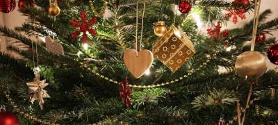 Ударьте стволом дерева о землю: Роспотребнадзор рассказал, как правильно выбрать новогоднюю ёлку