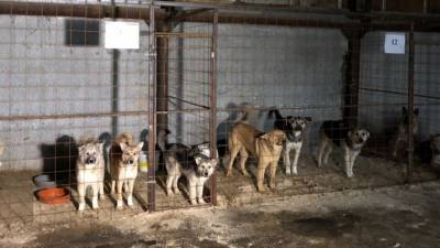 Саратовские чиновники ответят за нападения бродячих собак на людей