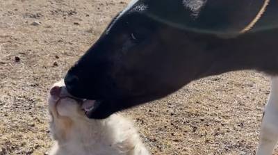 Дружба теленка со щенком умилила пользователей сети - видео