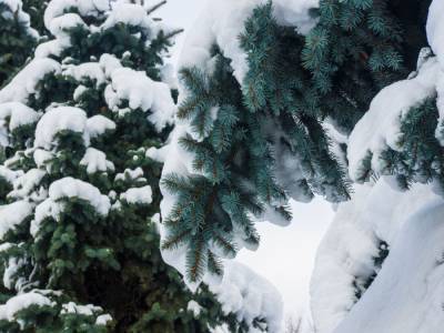 Ели и сосны в Киеве обрабатывают раствором с неприятным запахом, чтобы предотвратить рубку новогодних деревьев – КГГА