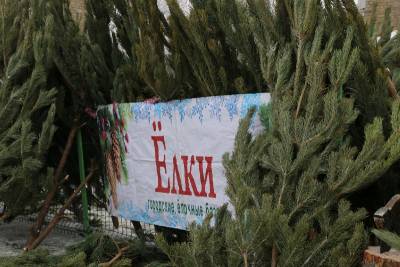 Где в Сафоново можно купить новогоднюю елку