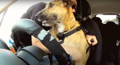 “Мопсоподобная” собака случайно столкнула фургон в канаву, полиция отпустил преступника