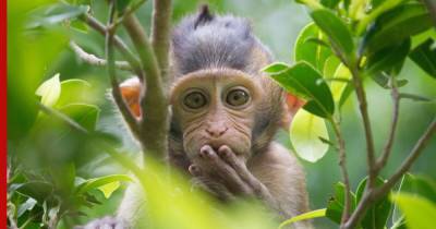 У обезьян и человека нашли одинаковую "бессмысленную" способность