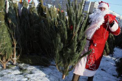 В Белгороде с 18 декабря начали продавать живые ели и сосны