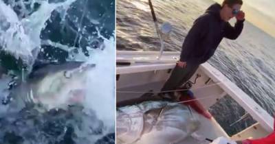 Дерзкая акула "ограбила" невезучих рыбаков