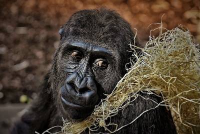 Горные гориллы оказались под угрозой вымирания из-за Covid-19