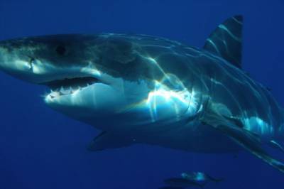 В США акула «украла» улов рыбаков стоимость $2,5 тысячи