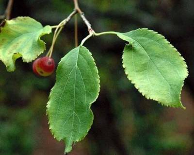 Листья яблони — полезные свойства, чай + видео
