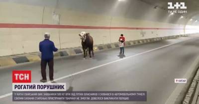 В Китае быка-беглец заблокировал тоннель: пришлось вызвать полицейских