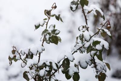 Волгоградцев ожидает 19 декабря туман, изморозь и гололед