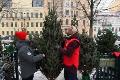 Стала известна ориентировочная цена хвойного дерева на елочном базаре в Санкт-Петербурге