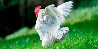 Куриные перья могут стать основой для блюд высокой кухни