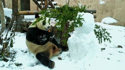 Панда напала на своего снежного собрата в Московском зоопарке.