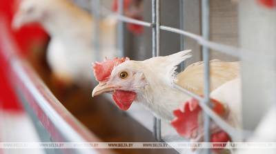 Беларусь ограничивает ввоз птицы из двух провинций Нидерландов из-за птичьего гриппа