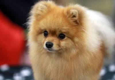 Названы самые популярные породы собак у россиян в 2020 году