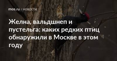 Желна, вальдшнеп и пустельга: каких редких птиц обнаружили в Москве в этом году