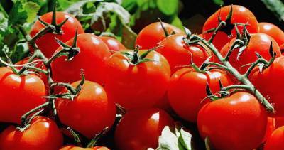 Россия частично разрешила ввоз помидоров из Ферганской области Узбекистана