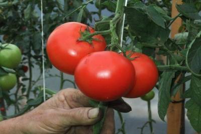 Как вырастить большой урожай томатов: огородные хитрости
