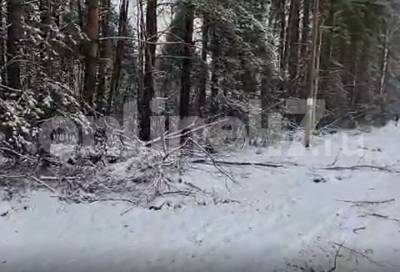 Жители Куйвози пожаловались на сломанные деревья после работ на ж/д станции