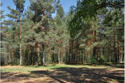В Смоленске пустили фейк про вырубку деревьев в Красном Бору