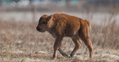 Исторический момент: в канадском парке наследия Ванускевин впервые с 1876 года родился детеныш бизона
