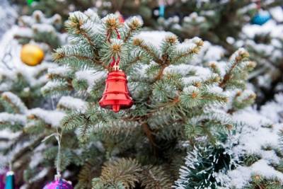 В центре Волгограда приступили к украшению новогодней ели