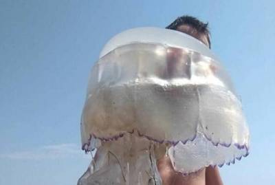 Украинцев не хотят кормить медузами