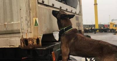 Собака Кэп помогла одесским таможенникам обнаружить 54 кг кокаина в контейнере с бананами (4 фото)