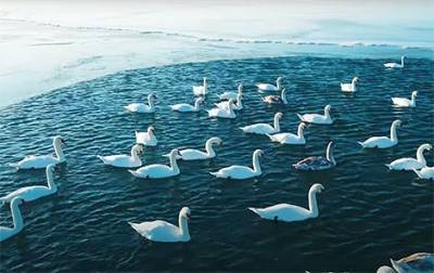 Фото дня: белые лебеди прилетели зимовать на побережье Каспийского моря (ФОТО)