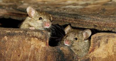 Простой уральский способ, как отпугнуть мышей и крыс от дома - skuke.net