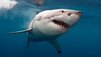 Самая большая в мире белая акула - какая она? » Тут гонева НЕТ!