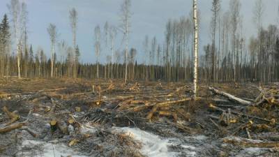 Прокуратура проверит вырубку леса на территории памятника природы в Асиновском районе