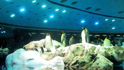 Лекарство от скуки: пингвинам в Лондоне начали показывать новогодние фильмы