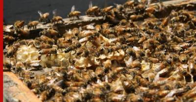 Биологи выяснили, что пчелы умеют дружить