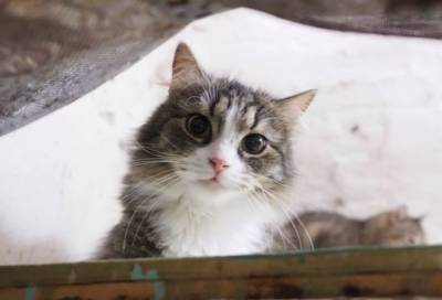 Меценат из Франции оставил часть наследства котам Эрмитажа