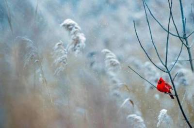 2 декабря по Украине ударят легкие морозы, кое-где выпадет снег