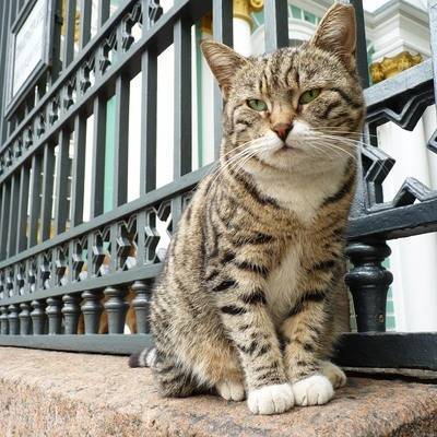 Коты Эрмитажа в Петербурге получат наследство от французского мецената