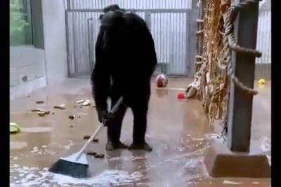 Шимпанзе-чистюля сам убрался у себя в вольере и помыл окна