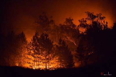 Создана онлайн карта лесных пожаров на Луганщине: масштабы пострадавших территорий впечатляют