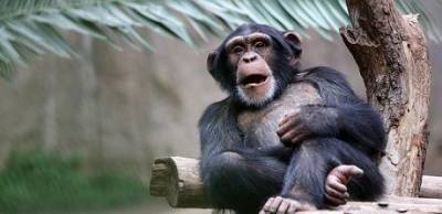 В Таллине шимпанзе убрал вольер и помыл окна (ВИДЕО)