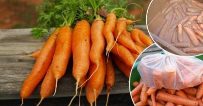Чтобы была как с огорода: как сохранить морковку на зиму