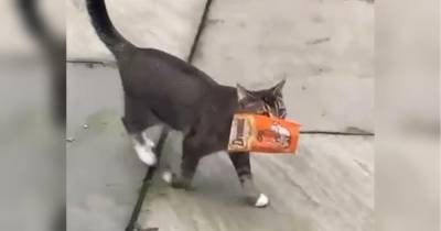 Сам себе добытчик: кот принес домой украденный пакет с кормом, развеселив сеть