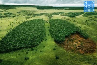 В 2020 году волонтеры России высадили 42 миллиона деревьев