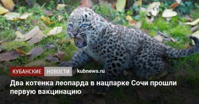 Два котенка леопарда в нацпарке Сочи прошли первую вакцинацию