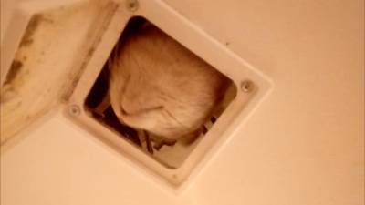 В Новосибирске спали кошку, застрявшую в потолке в ванной