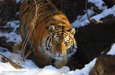 Зоолог объяснила, почему амурский тигр наведался в хабаровское кафе