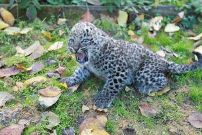 В Сочинском нацпарке вакцинировали котят леопарда и рассказали об их характерах