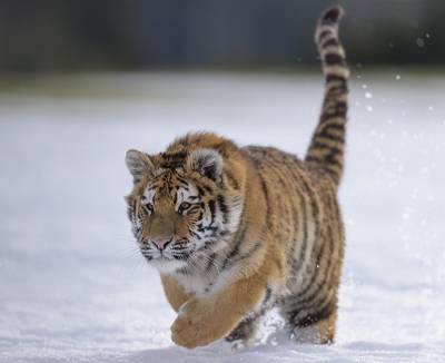 Амурский тигр напугал посетителей кафе в Хабаровском крае