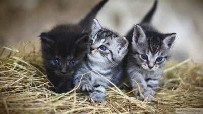 Коты Эрмитажа получат наследство от французского мецената